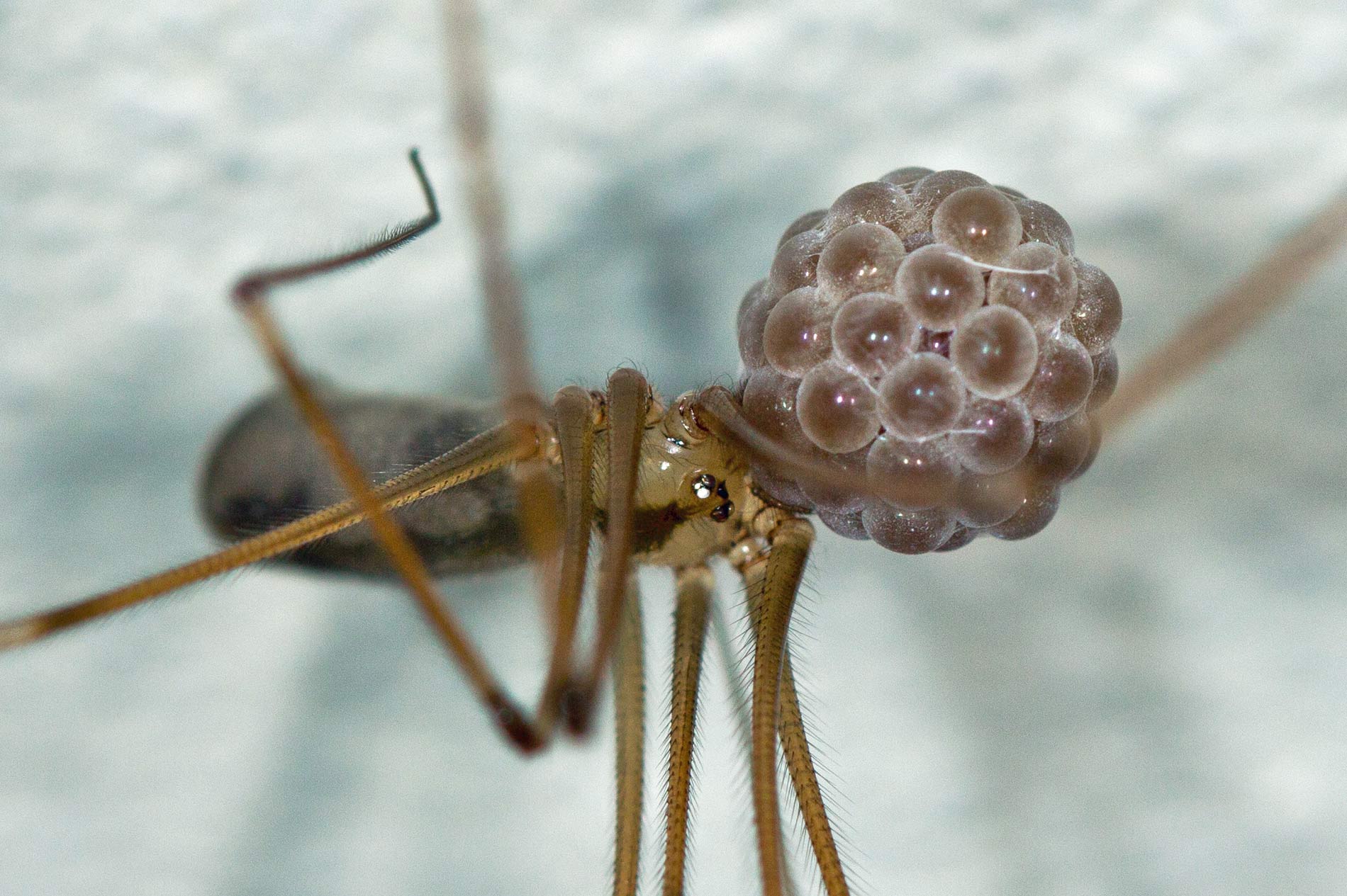 Pholcus opilionoides? No. Pholcus phalagioides - Trieste